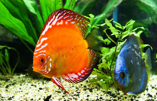 居家养鱼风水考究，，，，，，，，怎么养鱼招财气？？？？？