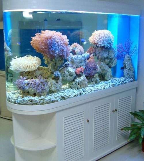 居家养鱼风水考究，，，，，，，，怎么养鱼招财气？？？？？