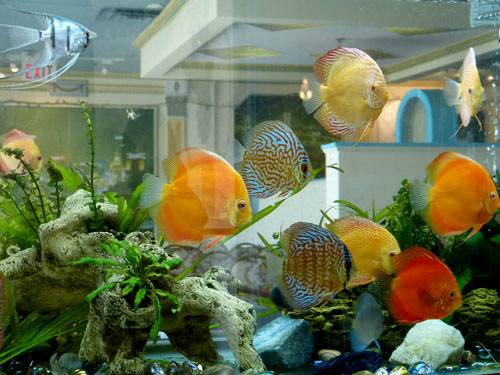 居家养鱼风水考究，，，，，，，，怎么养鱼招财气？？？？？