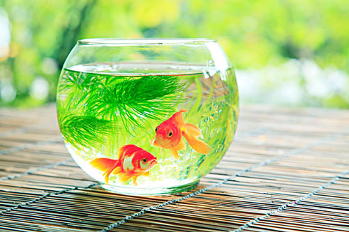 居家养鱼风水考究，，，，，，，，怎么养鱼招财气？？？？？